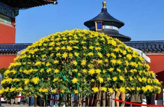 “花开北京·菊韵金秋” 2025北京菊花文化节在北海公园启幕 | 动态