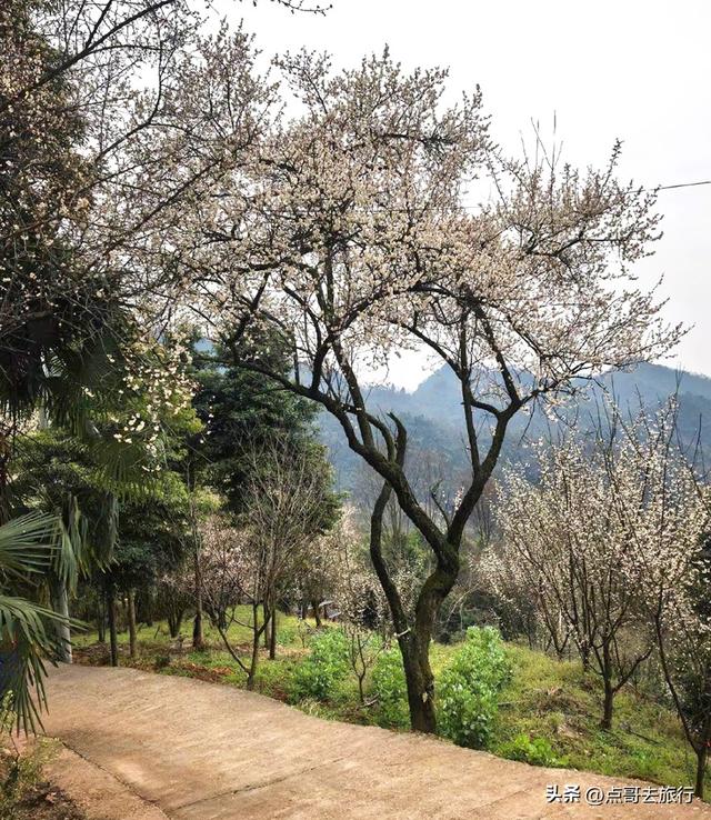 成都冬天爆火的徒步赏花，拍照赏景超级惊艳，全部免费！