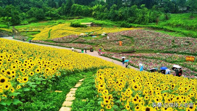 六盘水明湖百余亩花田盛开引游客赏花入画来