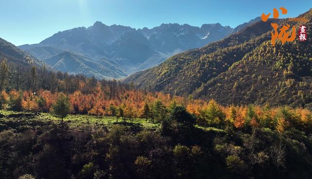 【小陇画报·434期】太子山：深秋画卷与初雪的浪漫邂逅