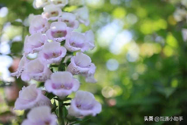 用佳能微距镜头拍出精美“花卉微距写真”的秘诀!