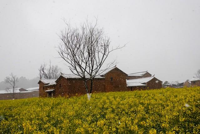 今日白露，老人说“白露没有露，冬雪要封门”，2025年冬天冷吗？