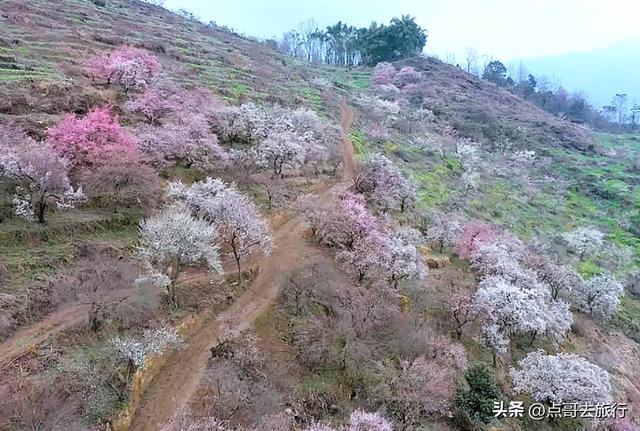 成都真正的“小林芝”盛景，被严重低估，漫山梅花，美到震撼！