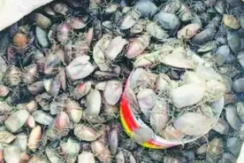 这个黑不溜秋的东西能卖大价钱！缅北地区，男女老少都在找图片