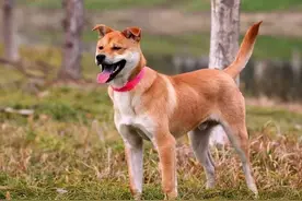 伴你长久的6种“长命狗”，养到就偷笑吧！图片