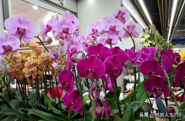 奔向雪域高原，滇藏行一:从钦州到昆明，再到楚雄