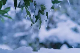 北地风 | 一只麻雀从宋朝飞来（赵会宁）图片
