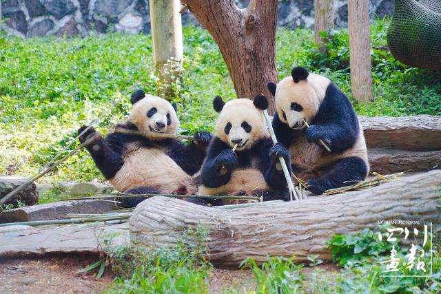 当青春与文化“撞个满怀” | 四川有多巴适？200余名美国华裔青少年告诉你！
