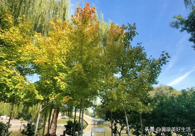红叶知秋 赏景正当时！石家庄公园广场红枫进入最佳观赏期