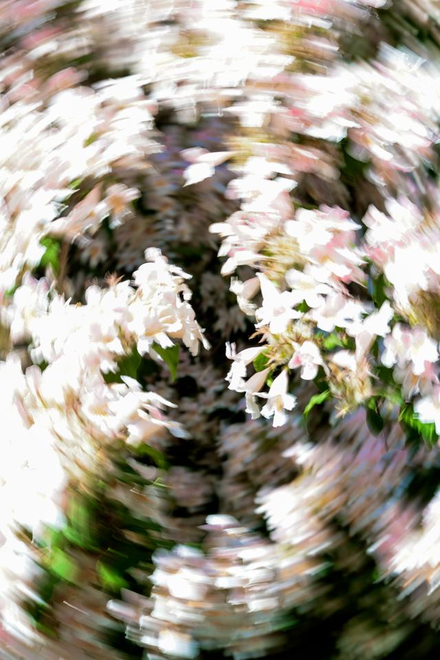 2025年5月6日拍摄于 和义公园
