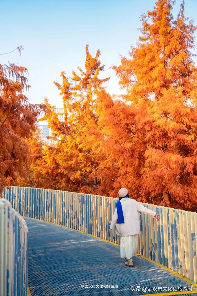 武汉这片杉树林，喀纳斯啊你！