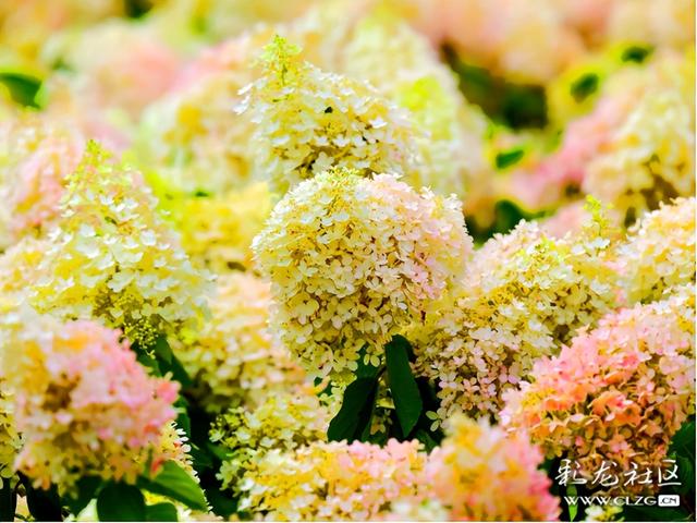 山之顶云之海花之田