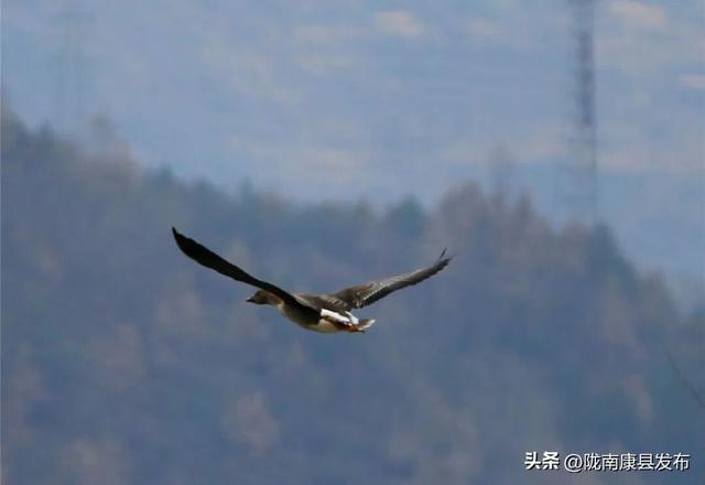 【图说康县】雪羽翩然处，皆是故乡音