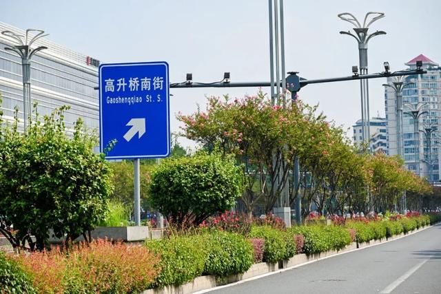 紫薇映夏，探寻武侯街头绽放的诗意