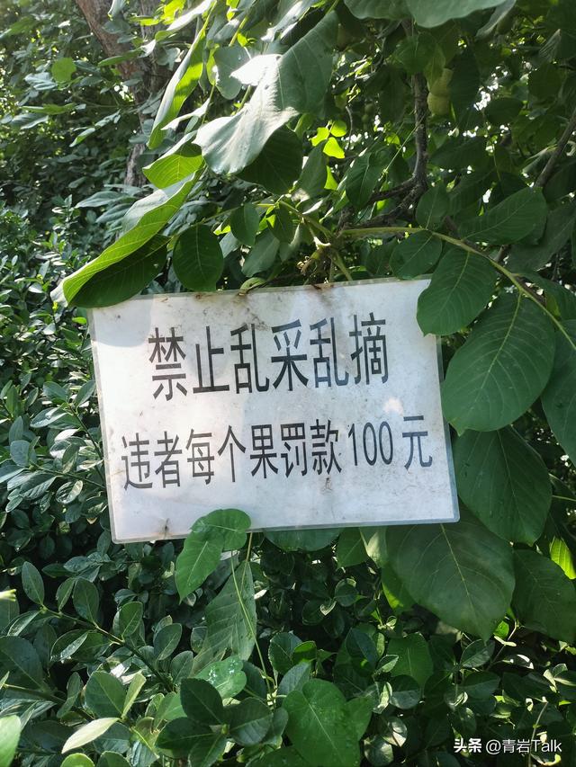 赏秋遇糟心，游客躲暴走族、劝阻遭无视，普通人咋破局？