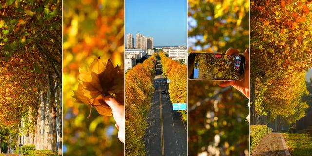 避开人群!两江新区这条梧桐大道,独享初冬金色浪漫