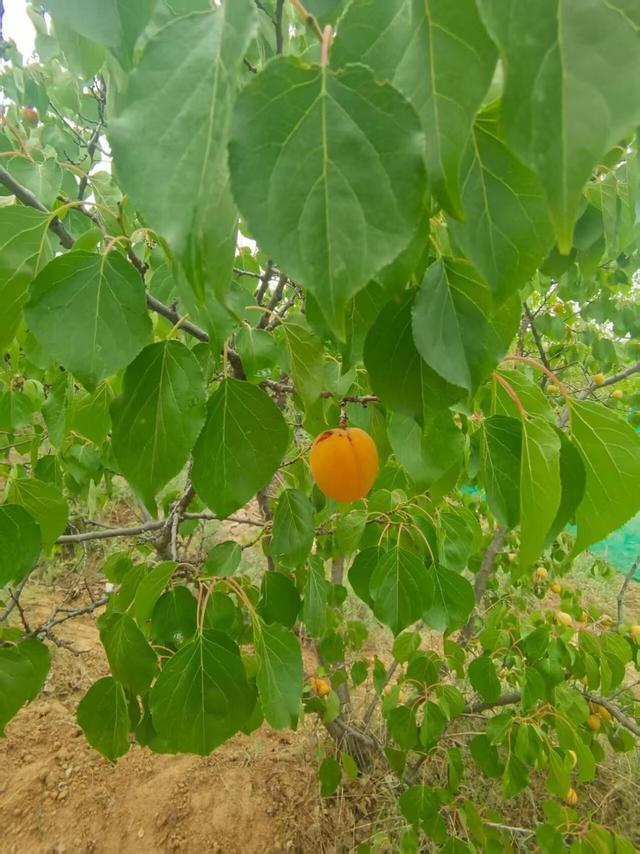 府谷狮子城，神奇在哪里