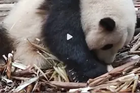 花花这几天不直播图片
