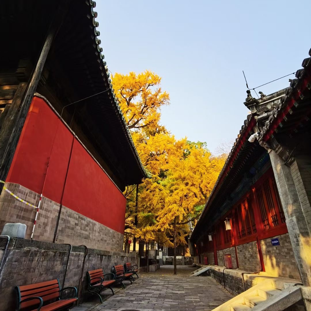 博物馆秋之旅丨博物馆限定！这些古建里的绝美秋色不可错过——