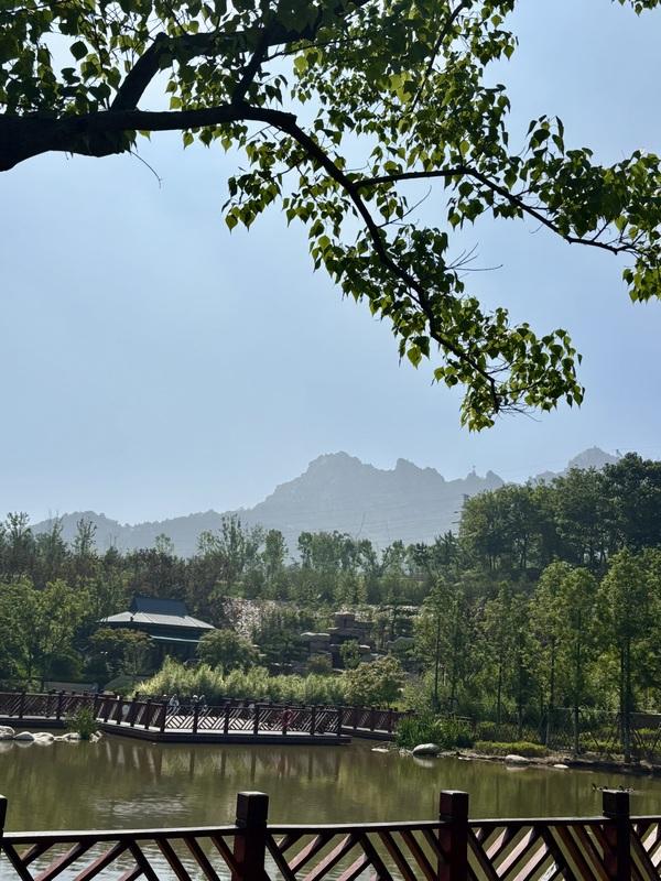 一座藏在青岛主城区内的森林氧吧
