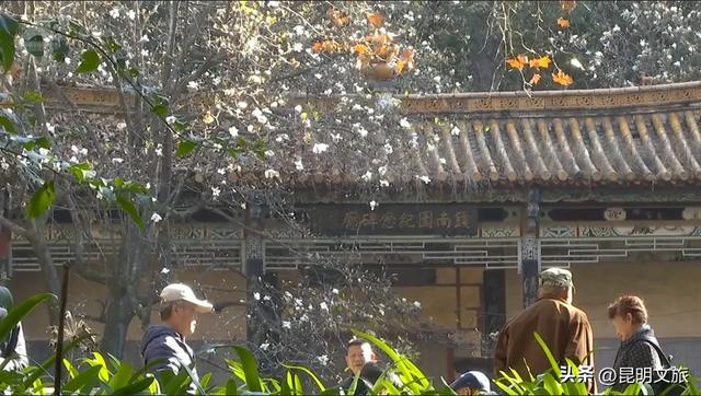 冬日暖阳正好~昆明这里的玉兰初放，一起来乐享静时光