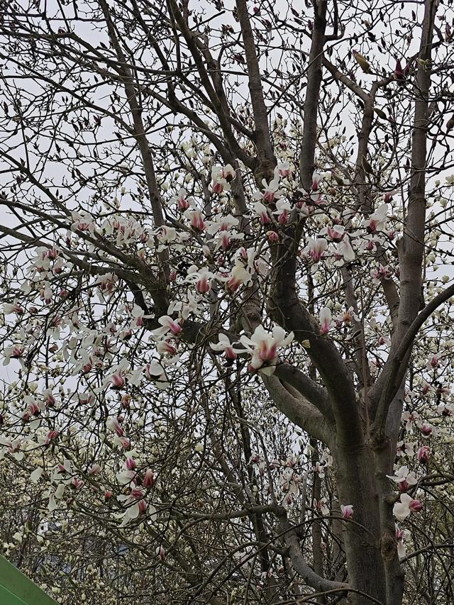 《让花成花》