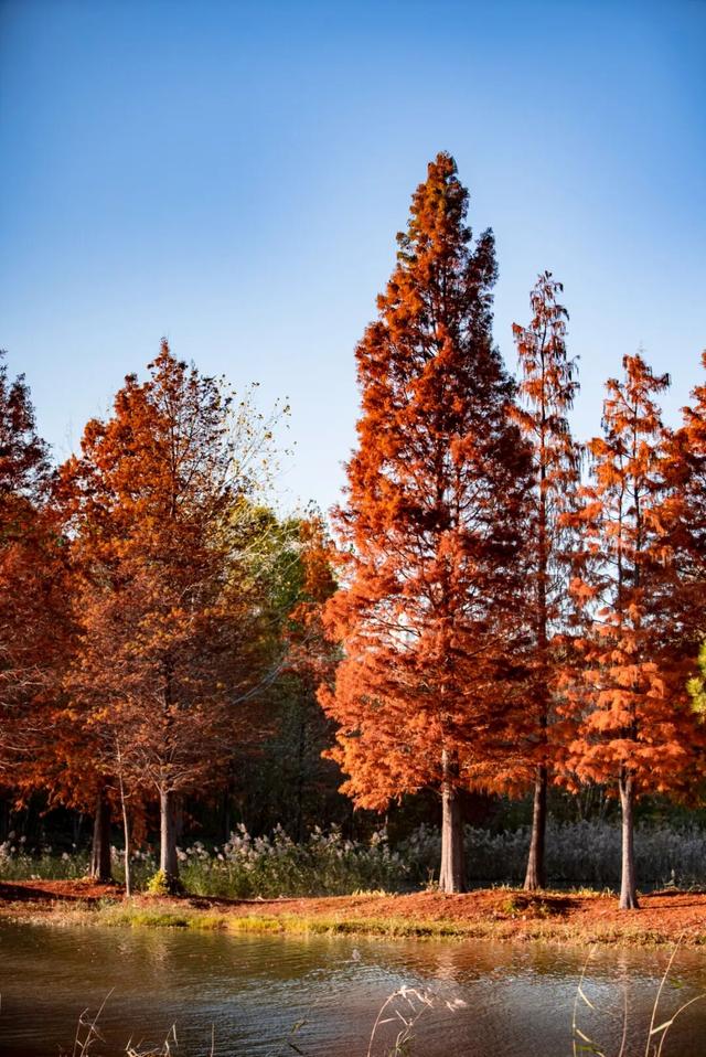 太白湖新区水杉浓度即将达到100%，这份拍照攻略请收好