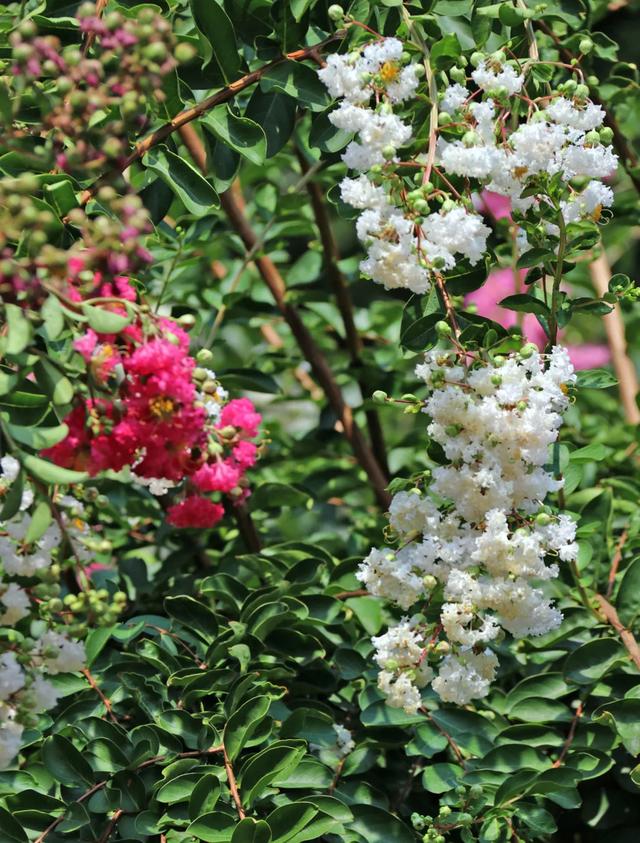 轨道直达!重庆“紫薇花瀑布”太浪漫了