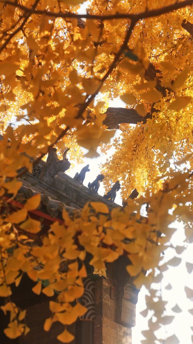 日照深秋“顶流”已就位！这组上新的“屏保”，绝美！