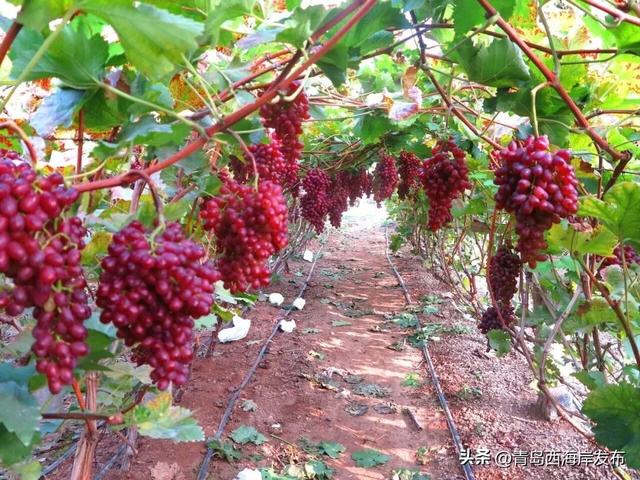 开炫！西海岸秋日“萄”宝指南来啦→