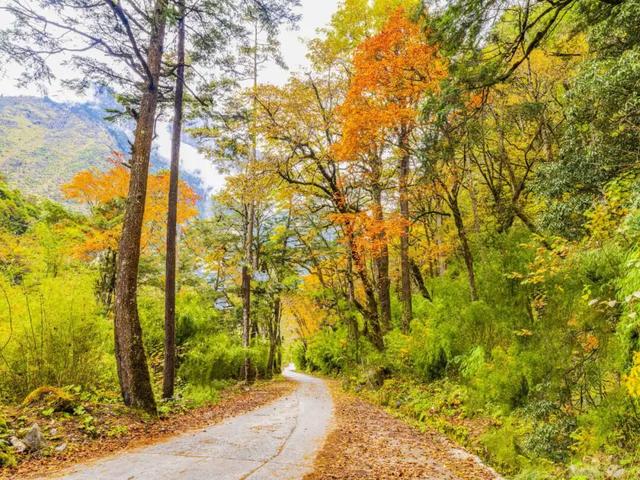 石棉秋日限定！田湾河畔佛手柑熟了，这抹 “黄金果” 藏着最浓乡韵
