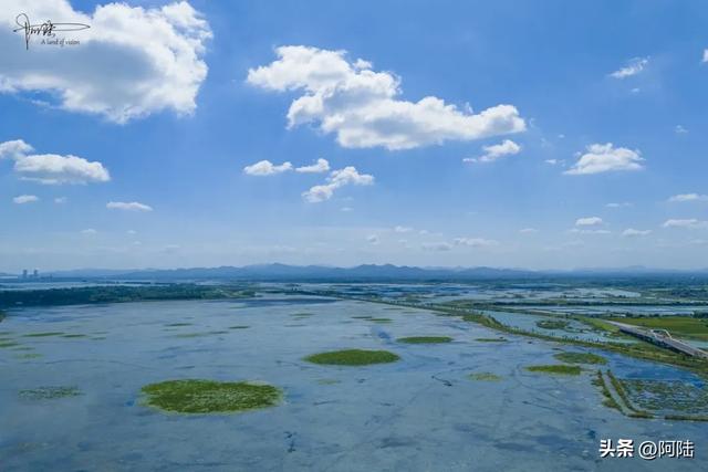 黄陂夏莲在历史上挺有名，是庐江八景之一，如今却成鸟类的乐园