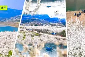 盛花期已到！贵阳1h刹拢樱桃花海，趁着天气好快冲！图片