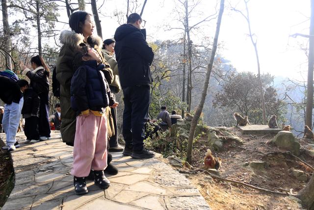 黔灵山的猴子真的会拧开瓶盖喝水