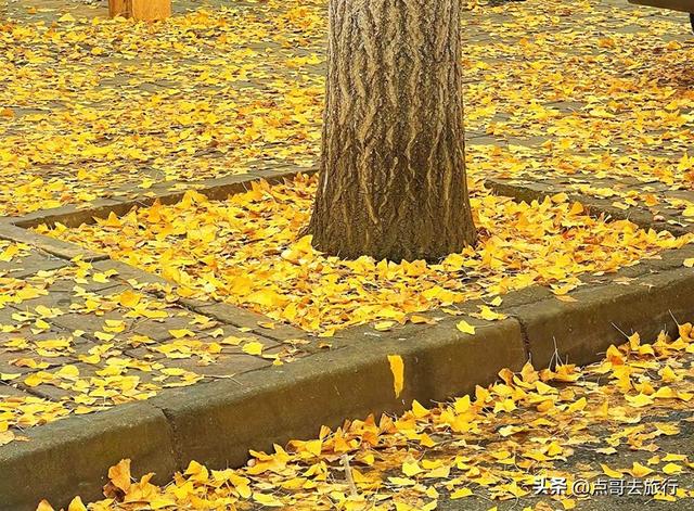 成都彭州被低估的场镇，3公里银杏长廊超级壮观，公交车直达！