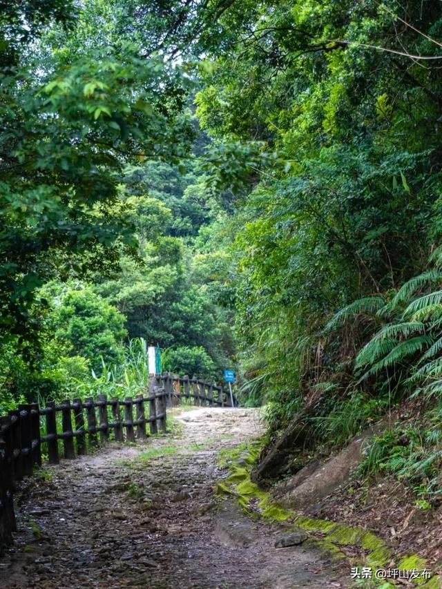 骑遇坪山① | 宝藏“高颜值”骑行线,拍出森系大片刷爆朋友圈