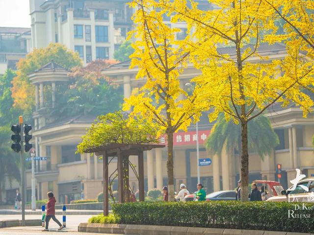 大渡口这里开启“美颜模式”,打卡要趁早~