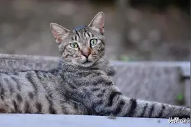 如何挑选狸花猫？农村老祖宗早有总结，记住这五点图片