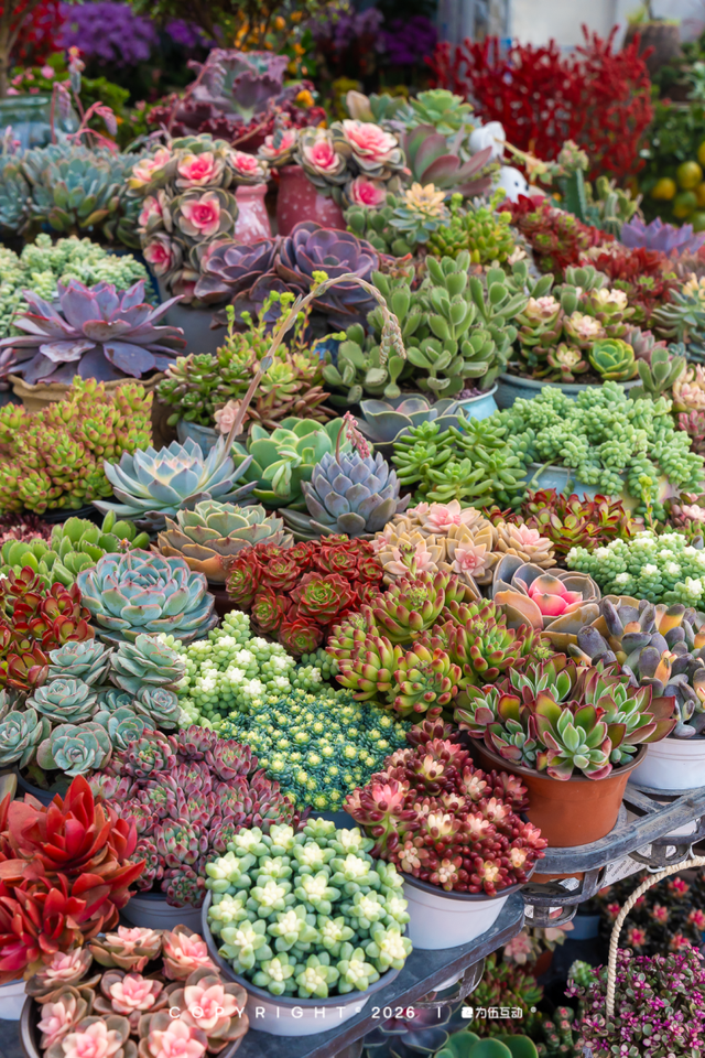 “马”上逛花街！珠海20年老花市焕新登场，新春打卡攻略速收！