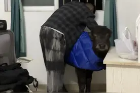 广东男子在出租屋养牛，曾被房东赶出：养牛为提醒自己要时刻努力上进图片