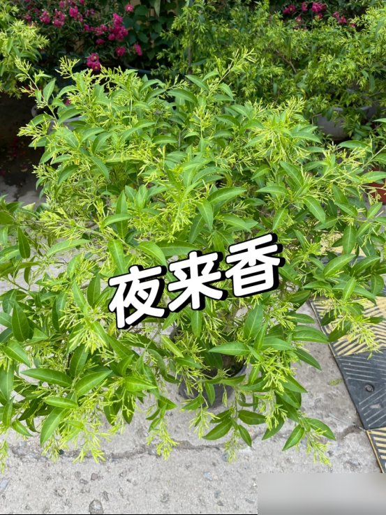 阴花不能进阳宅！这5种花“打死”也不养，家里若有？快挪走！