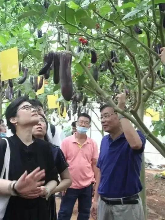 天呐!福建大叔竟把茄子养成树,一棵年产百斤!这操作也太神了吧