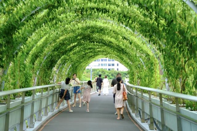 绿光森林、绿野仙踪、南法庄园……夏日绿色潮玩超治愈→