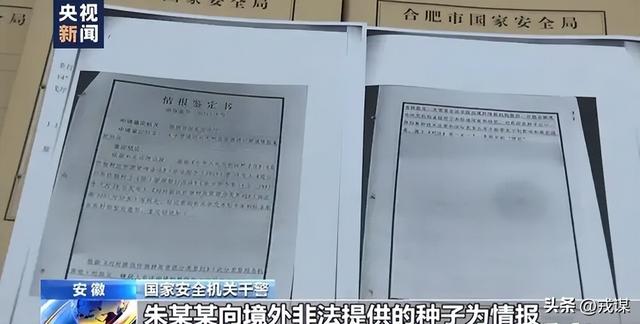 比丢导弹还危险？间谍在我国偷亲本种子，真能卡中国饭碗脖子！