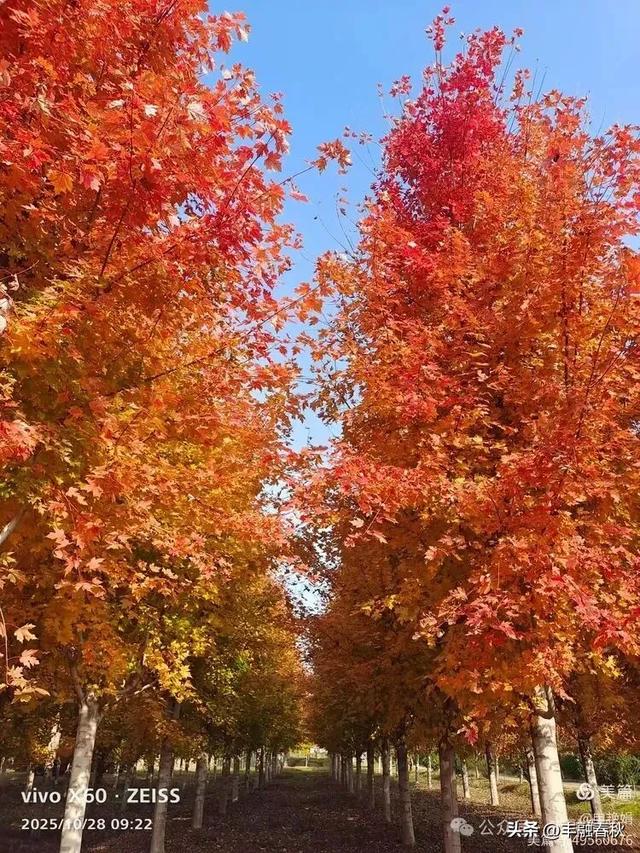 丹枫映秋，枫彩满楼｜申艳娟