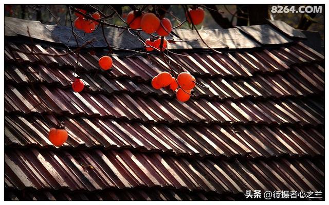 山东行游影记（194）—青州仰天山柿子沟（二）