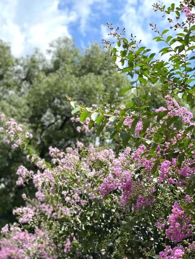 别再问去哪赏花了，徐汇这些地方已美翻！