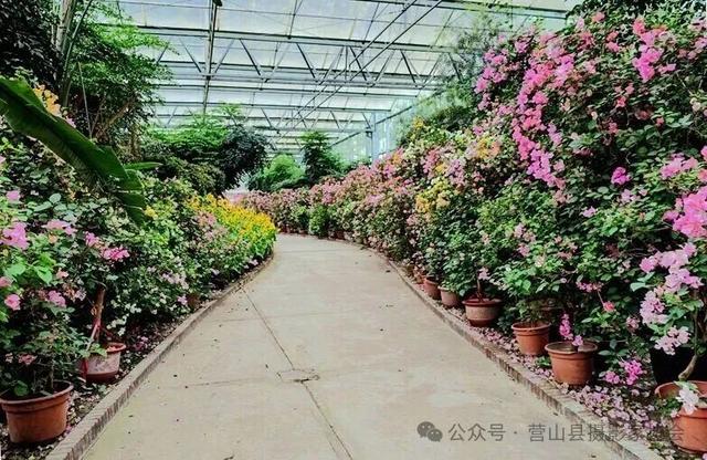 李永辉：寻芳“花舞人间”