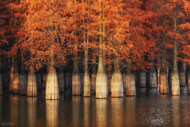 石象路银杏黄了！秋日南京必走的几条经典路线