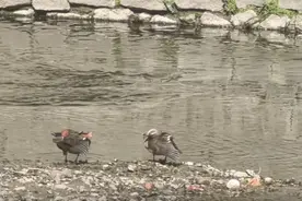 来哈尔滨市丽水公园，看鸳鸯悠然游弋图片